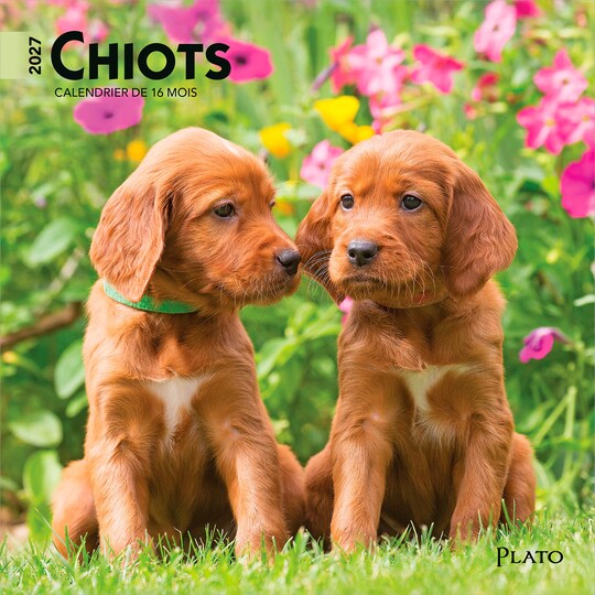 Plato; Chiots | 2027 7 x 14 Inch (Hanging) Monthly Mini Wall Calendar | French Language; Category:Wall Calendars; Image:1